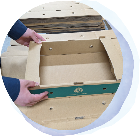 はこのくみたて